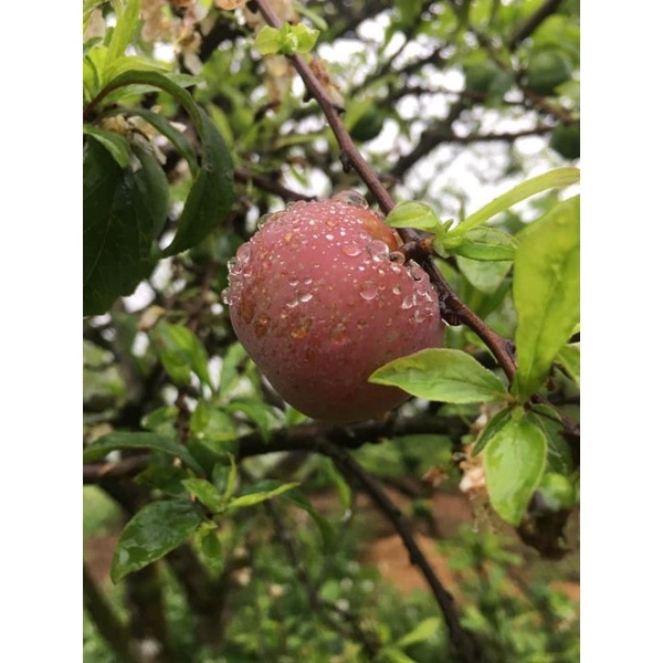 1kg mận hậu trái mùa mộc châu