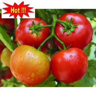 Hạt giống Cà chua F1