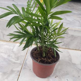 Cau Tiểu Trâm