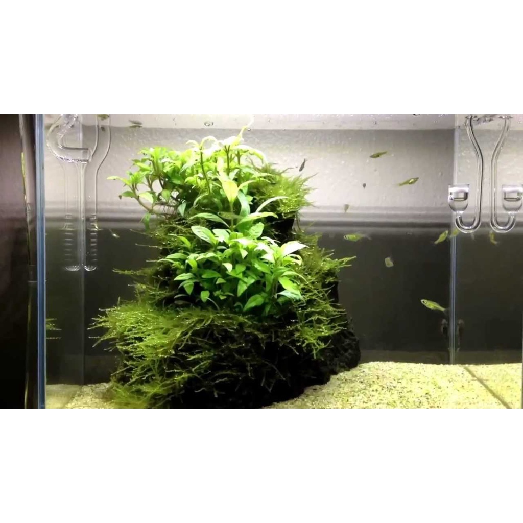 Cây thủy sinh rau răm - lá cạn - 20 ngọn