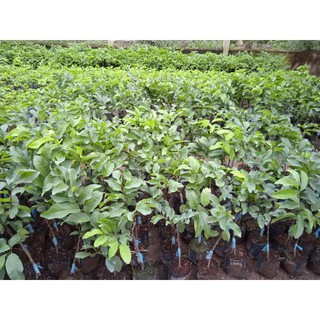 Mảng cau na thái