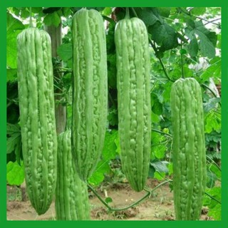 Hạt giống Mướp Đắng trái dài