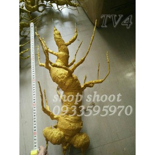 GỐC BONSAI KIM TUYẾN TV4( CAO 65CM) LÀM CÂY KIM TIỀN