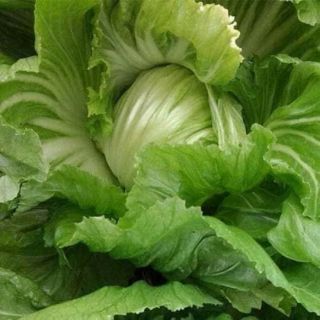 Hạt giống dưa cải bẹ thái lan .giongcaynhap