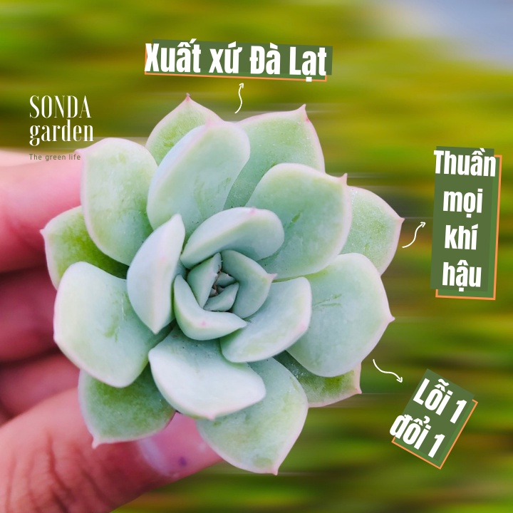 Sen đá liên đài trắng SONDA GARDEN size mini 2.5-4cm, xuất xứ Đà Lạt, khoẻ đẹp, lỗi 1 đổi 1