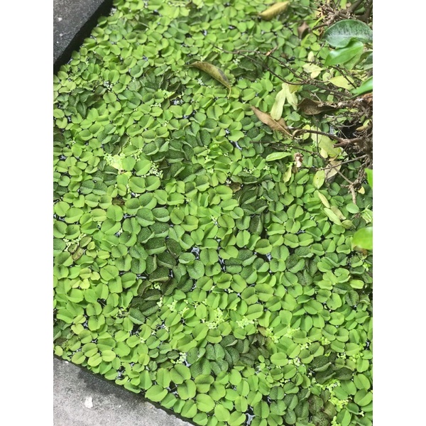 BÈO TAI CHUỘT(10 cây/1sp)