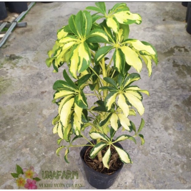 Cây ngũ gia bì + tặng phân bón cho cây