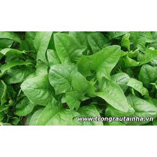 Hạt giống cải bó xôi (Nhập nguyên gói Đài Loan)-300 hạt