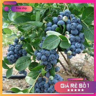 Hạt giống Việt quất (30 hạt)