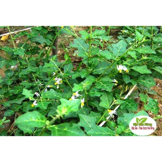 Cà Gai Leo Khô ( 1kg ) - Thải Độc Gan , Đặc Sản rừng ĐSR
