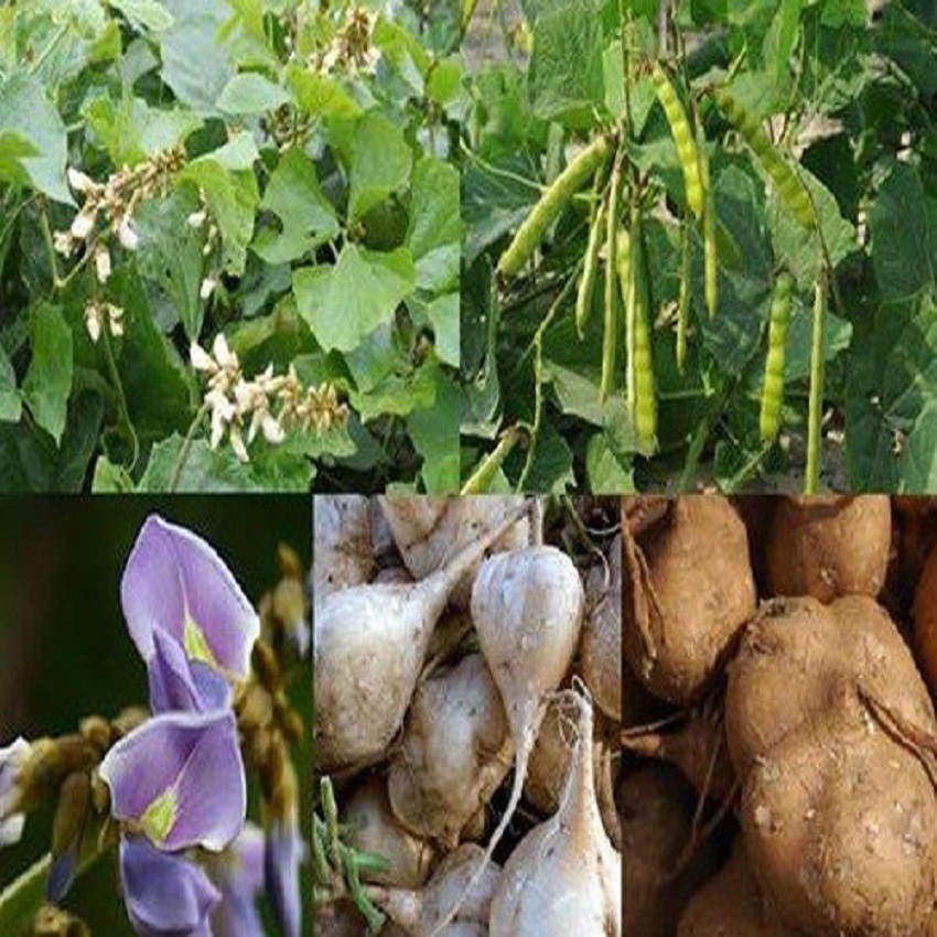 Hạt giống củ sắn  Thuận Điền