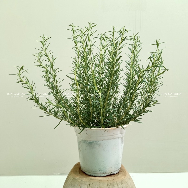 CÂY HƯƠNG THẢO THUẦN KHÍ HẬU JUN GARDEN SIZE 25CM