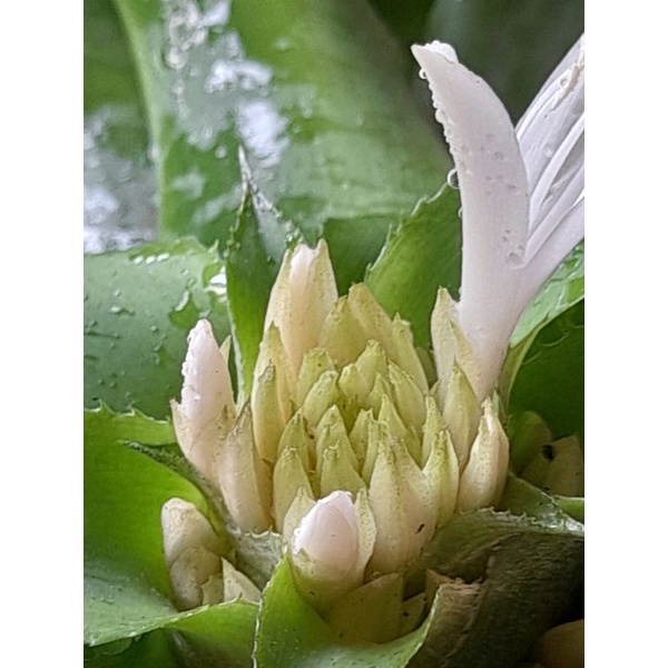 Cây sao thổ - hoa thơm   mang lại sự may mắn.