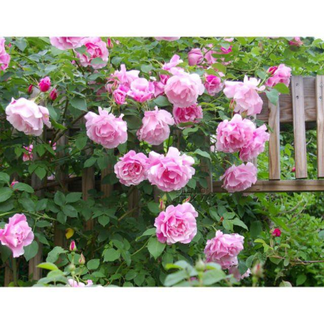 Hạt Giống Hoa Hồng Thân Gỗ Tree Rose nhiều màu - 10 hạt