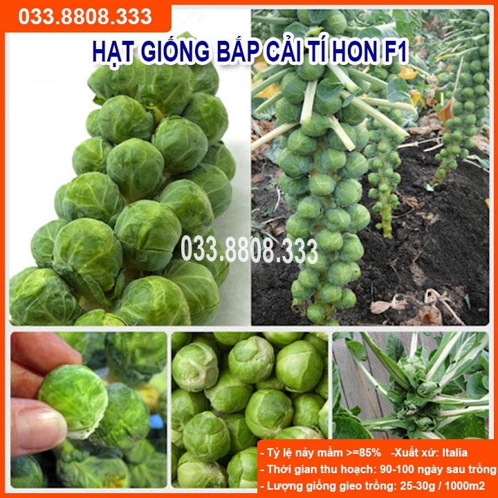 Hạt Giống Bắp Cải Tí Hon - bắp cải mini