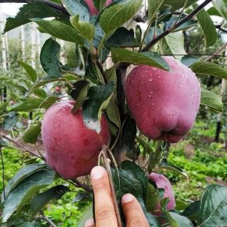 CÂY GIỐNG TÁO LÙN RUỘT ĐỎ