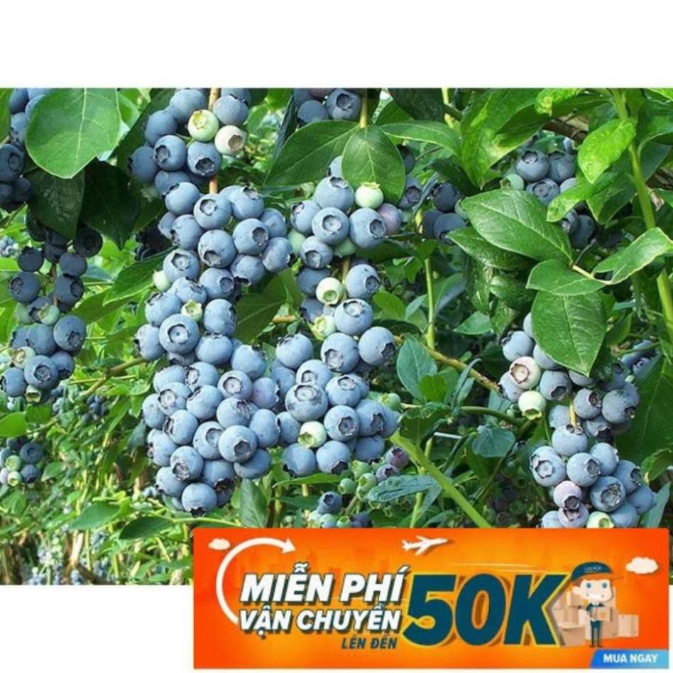 30 Hạt giống Việt quất (tặng gói kích nẩy mầm và hướng dẫn) LuckyseadTG