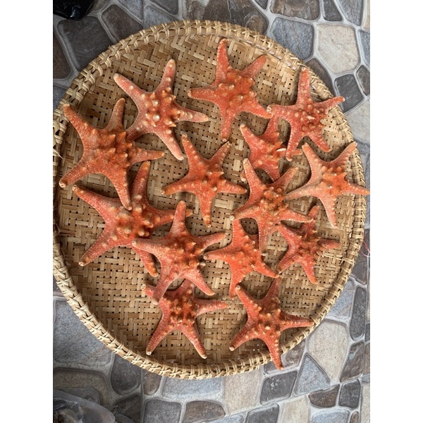 Sao biển đỏ đường kính 10-12cm