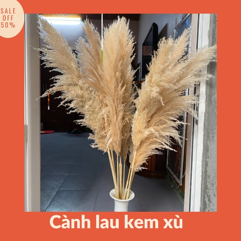 Cành Lau kem khô decor ⚡GIÁ GỐC⚡ Lau thật khô tự nhiên màu kem cực đẹ