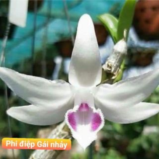 Combo 10 loại phi điệp đột biến gieo hạt