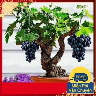 Hạt Giống Nho Lùn Pháp