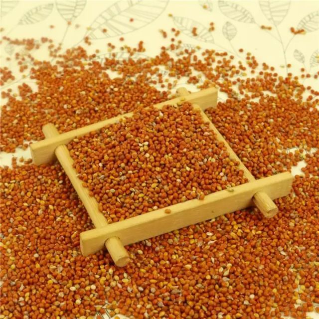  Hạt bông cỏ(kê) hạt nhỏ cho chim