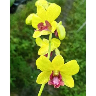 Lan denro vàng lưỡi đỏ - lớn