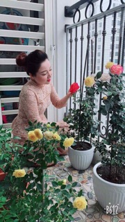 Chế phẩm vi sinh P-GRO cho hoa Hồng và cây cảnh