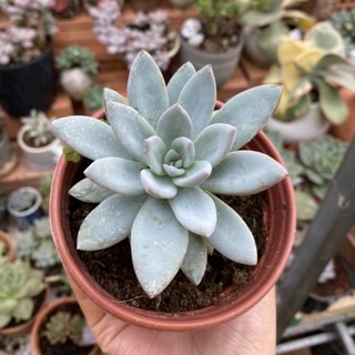 Sen đá sỏi pha lê. size trung. hiếm