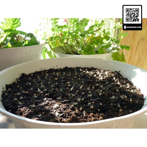Hạt giống hoa đồng tiền mix