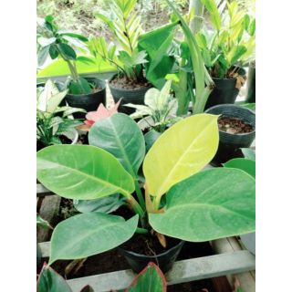 Trầu bà đế vương vàng