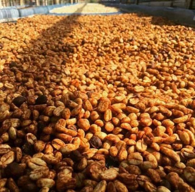 500G CÀ PHÊ SẠCH ĐĂK LĂK RANG MỘC