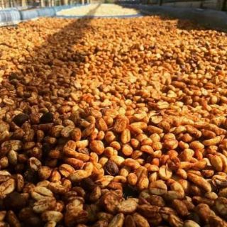 Cà phê sạch nguyên chất Đăk Lăk rang mộc 500g