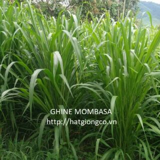 Giống cỏ Mombasa