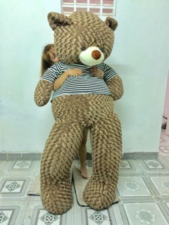 Tedy 2m2- Giá rẻ - ảnh thật