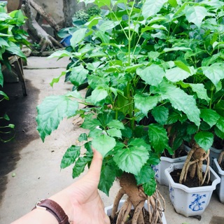 Cây hạnh phúc
