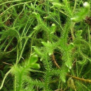 1kg cây thông đất🌿khô, sạch sẽ