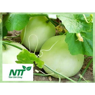 Hạt giống dưa lê tn - 75