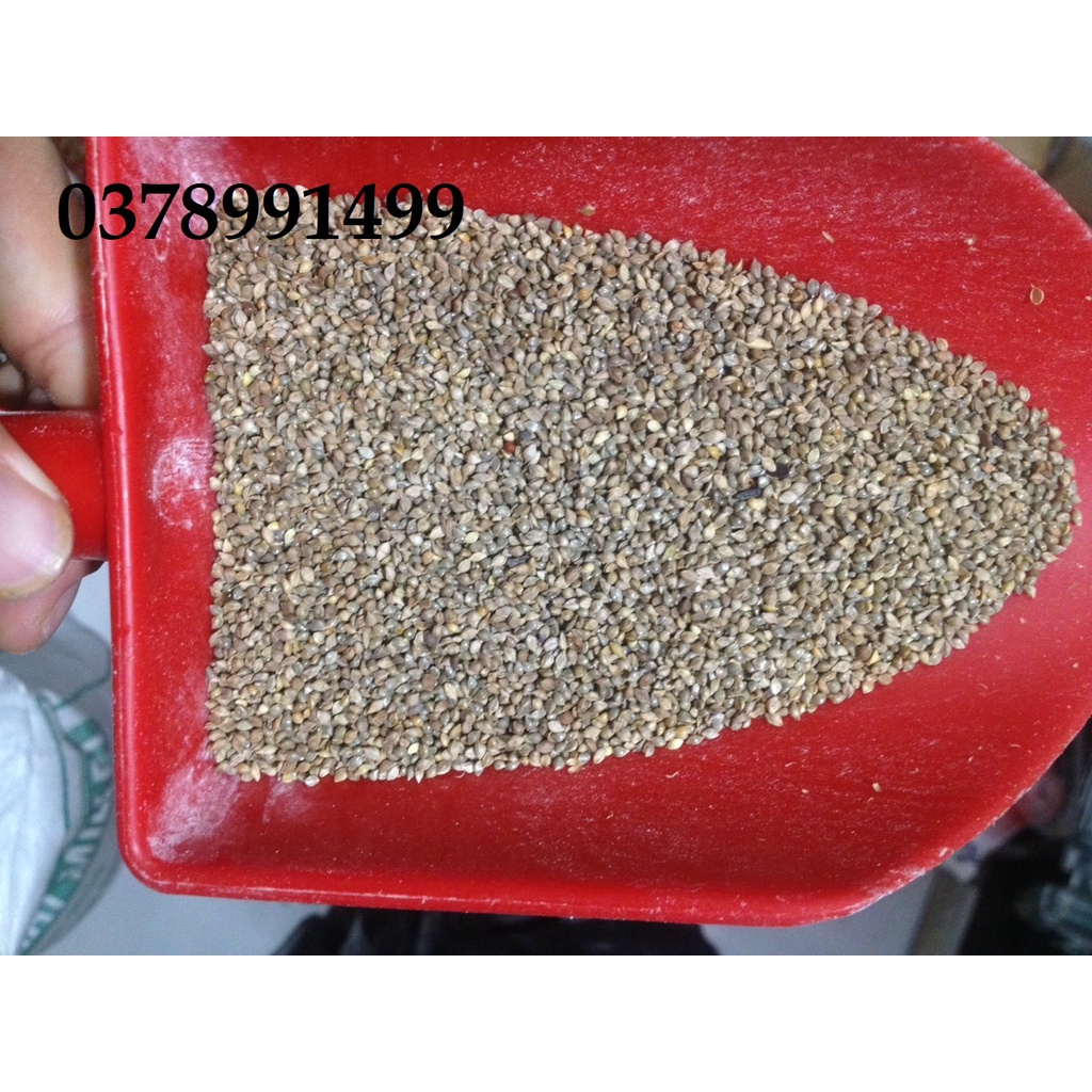 1kg hạt kê nhật - dinh dưỡng cho các dòng finch, yến, bảy màu
