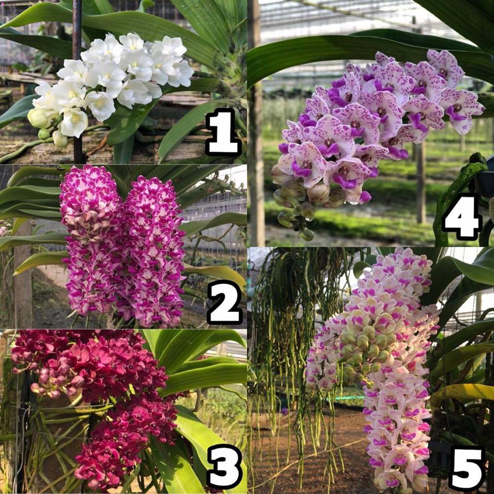 Hoa lan đai châu mix mầu ( coboo 5 cốc) @