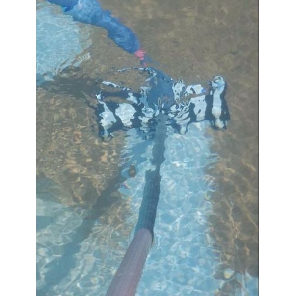 Ống mềm vệ sinh hồ bơi 15m,Thiết Bị Vệ Sinh Hồ Bơi,Phụ Kiện Vệ Sinh Hồ Bơi