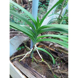 5 Cây giống Mokara