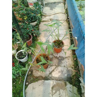bách thủy tiên kép gòn