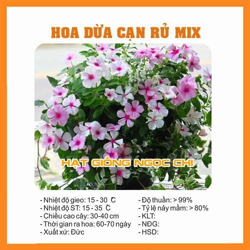 Hạt Giống Hoa Dừa Cạn - 100 Hạt