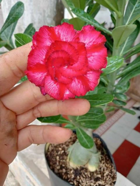 30 hạt sứ thái nhập khẩu . Có hướng dẫn cách trồng