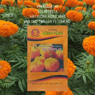 🌺 HẠT GIỐNG VẠN THỌ THÁI LÙN F1 "CAM ĐỎ" _ HẠT GIỐNG RỒNG VÀNG (>300hạt)