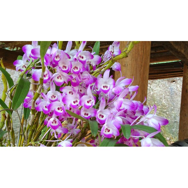 LAN HOÀNG THẢO ĐÙI GÀ GIỐNG