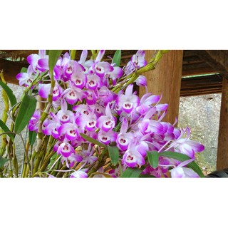 LAN HOÀNG THẢO ĐÙI GÀ GIỐNG