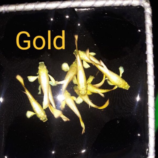 Guppy Full Gold 2 đôi 80k