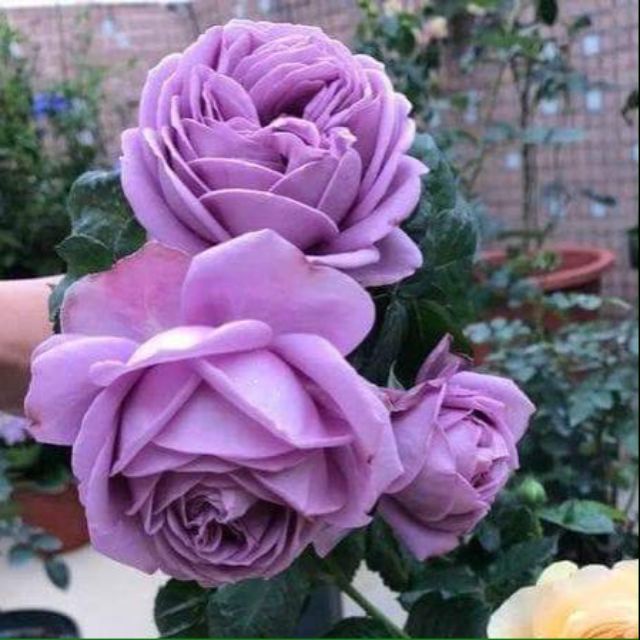 Hoa hồng bụi Thạch Lam Kinda Blue cho hoa màu tím mộng mơ